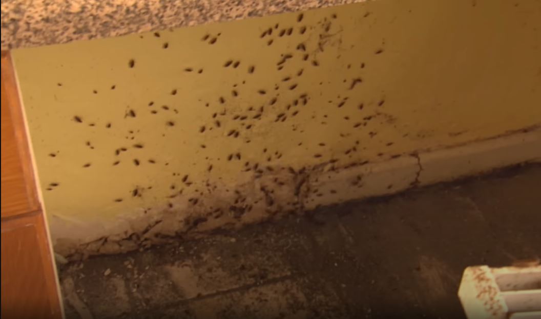How To Know the roach infestation In Walls?