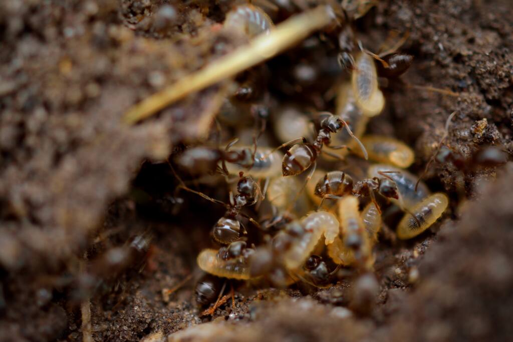 Tips for Preventing Termite Damage